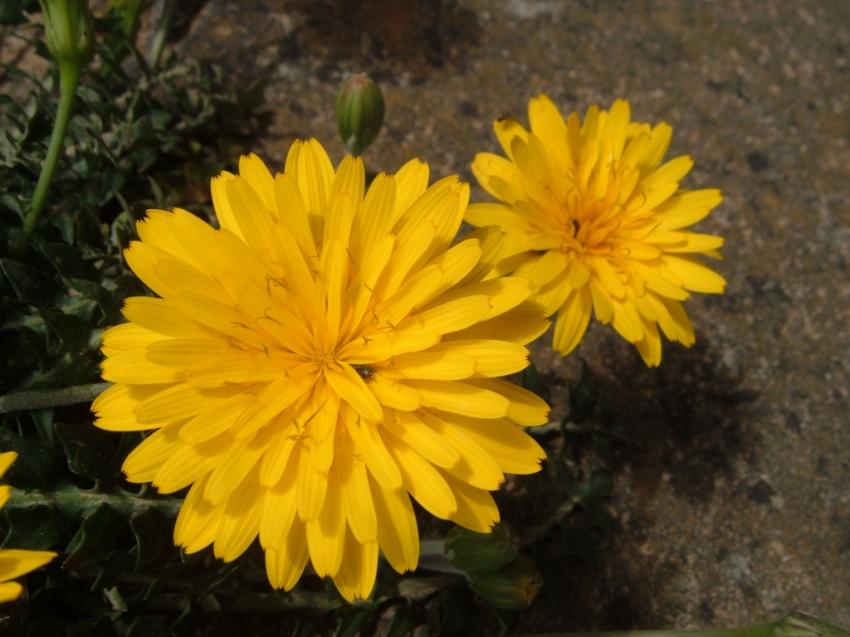 Fleure jaune
