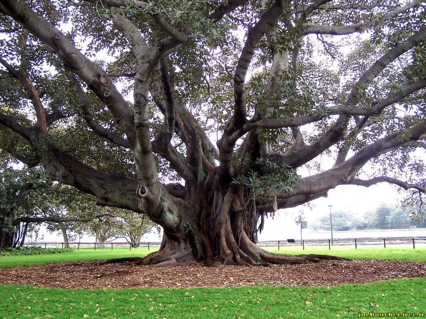 Vieil arbre centenaire