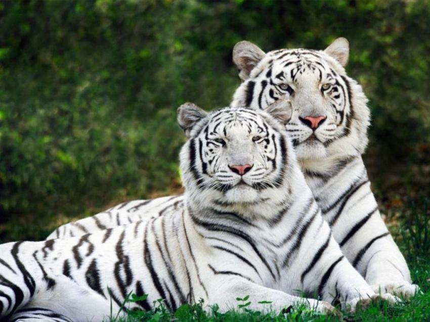 Family feline Tigers