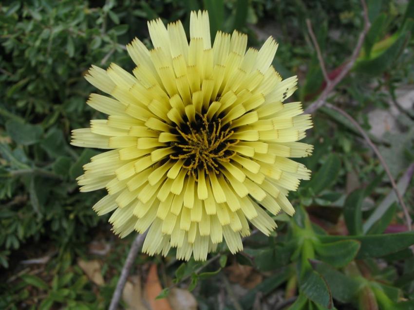 Fleure jaune 2