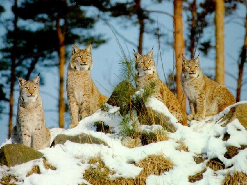 Lynxs