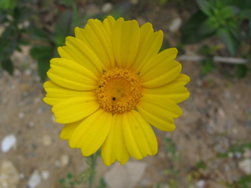 Fleure jaune 3
