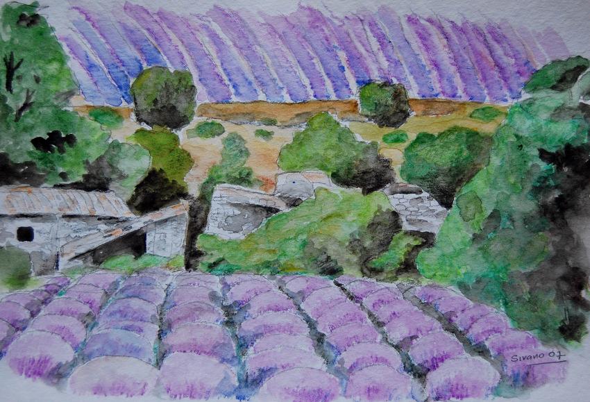 champs de lavande provence