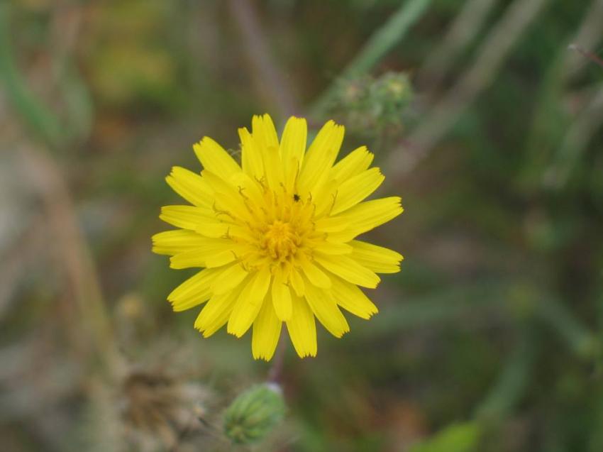 Fleure jaune 1
