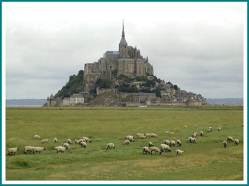 Mont Saint-Michel et les moutons