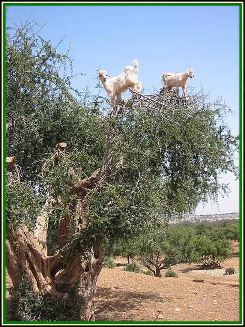 Chvres dans les arganiers (Maroc)