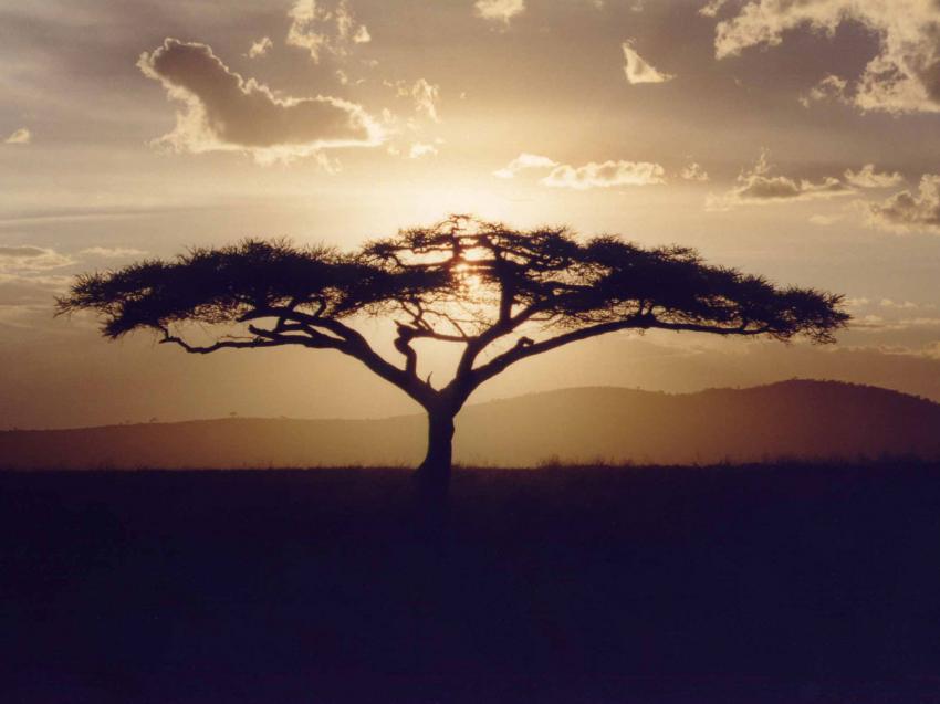 arbre en afrique