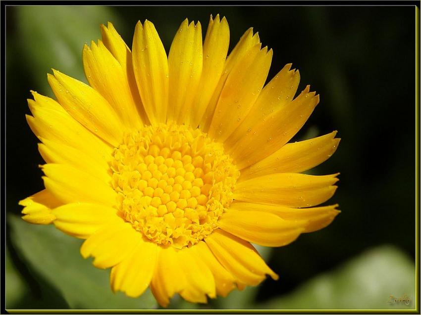 Fleur jaune 31508b