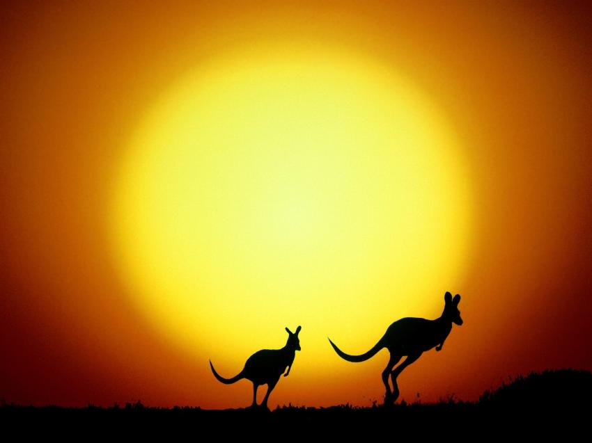 Kangourou - australia