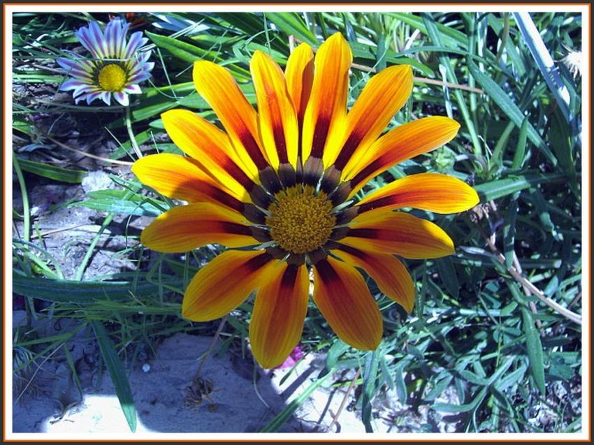 Fleur soleil (Marrakech)