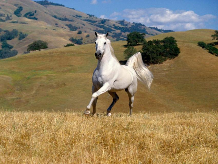 magnifique cheval blanc