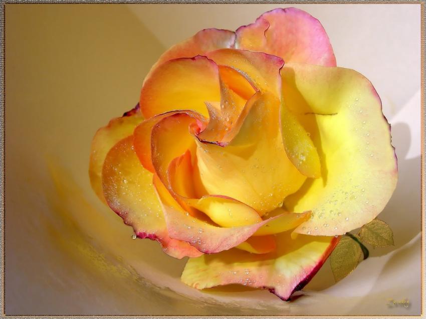 Rose multicolore 17508