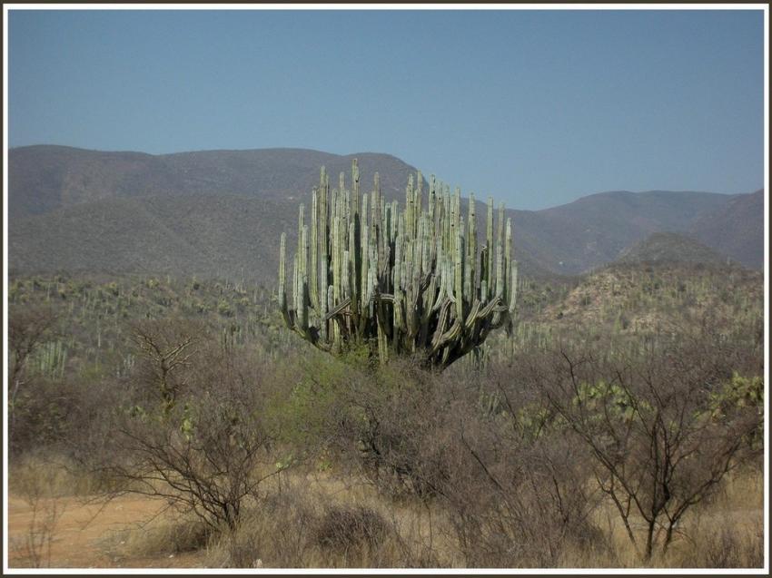 Cactus candlabre au Mexique