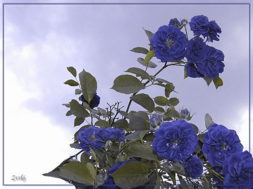 Les roses  bleue2b