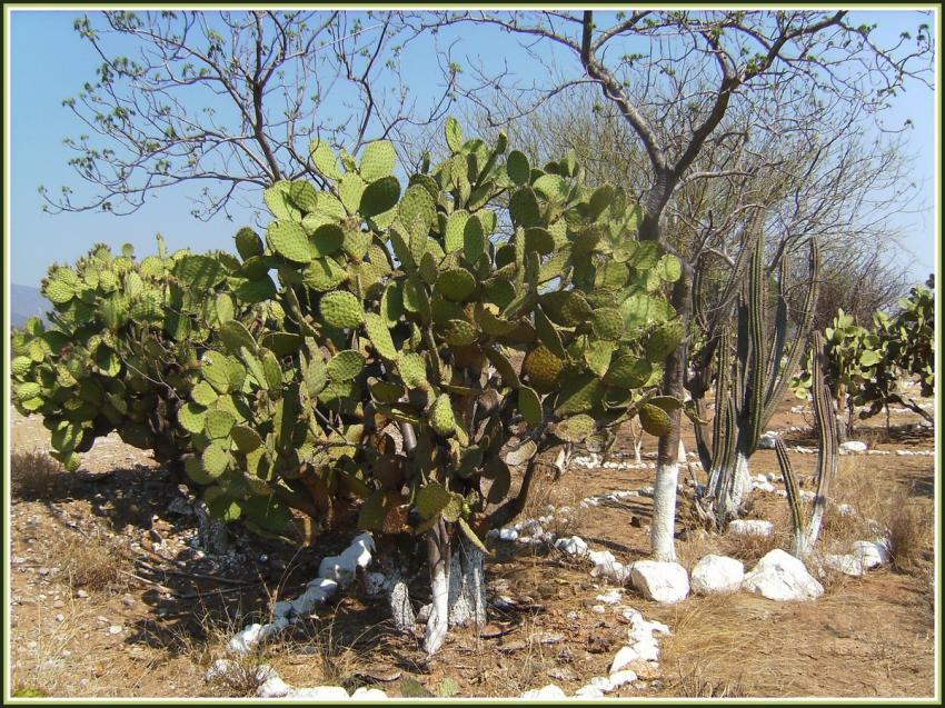 Cactus mexicain