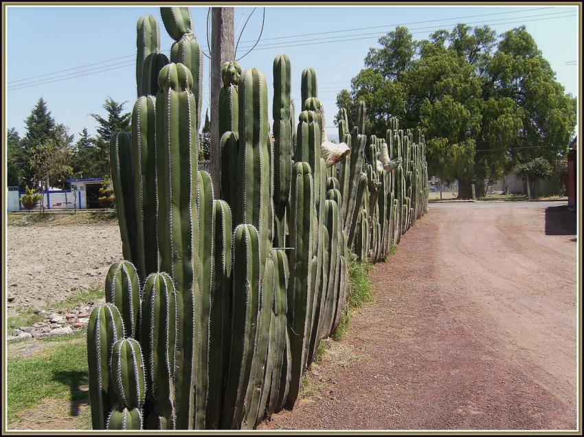 Haie de cactus au Mexique