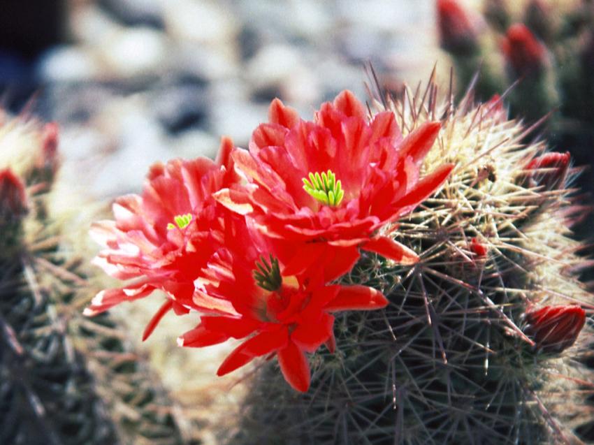 fleurs - rouge - cactus