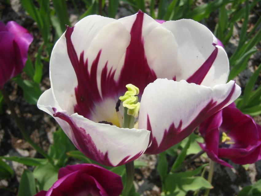 Tulipe blanche et bordeaux