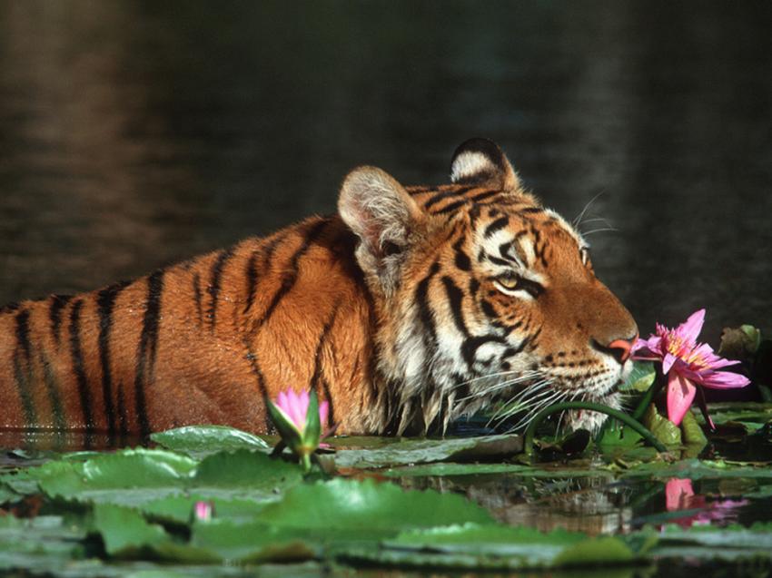 Tigre Du Bengale