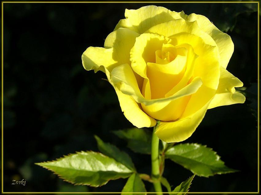 Rose jaune 3608b