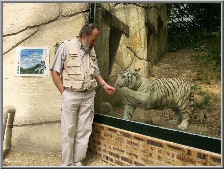 Le tigre et l'homme.