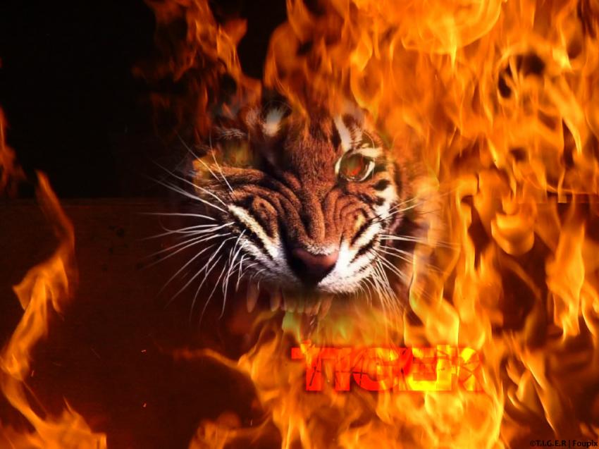 TIGER Of FIRE