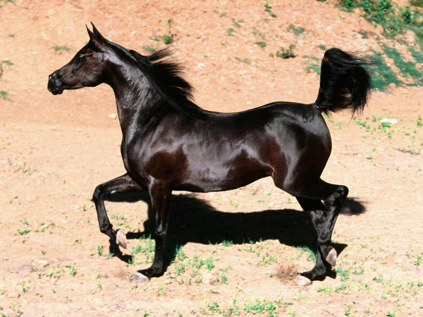 cheval pur sang arabe