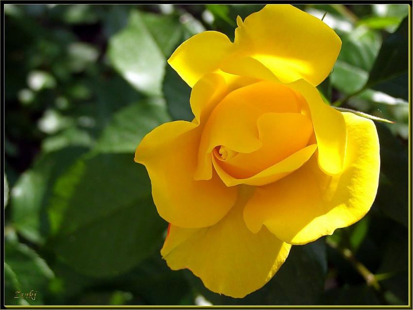 Rose jaune 1608b