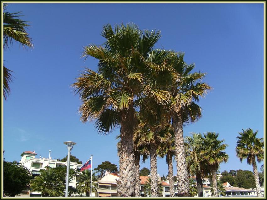 Bandol - Les palmiers