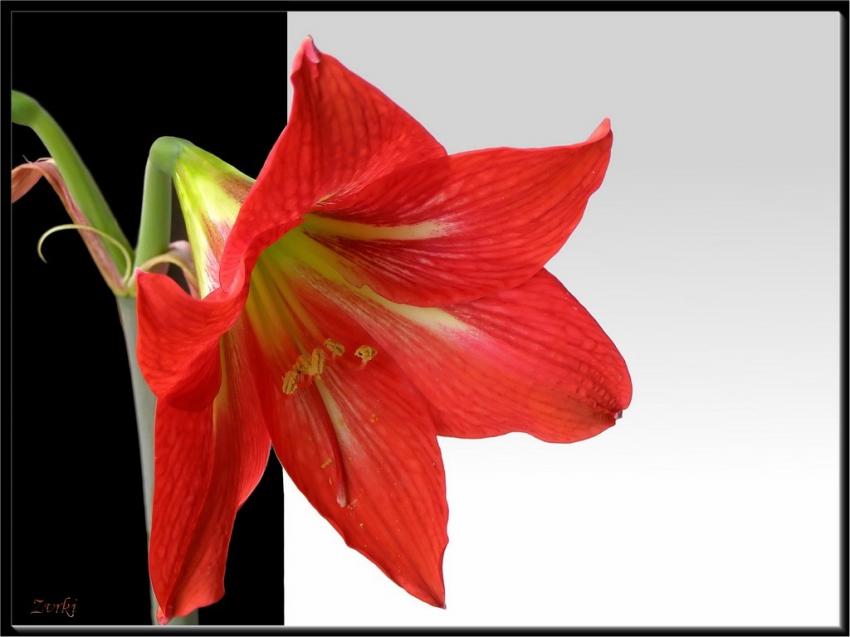 Fleur Amaryllis 2