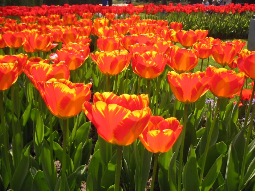 Tulipes de feu