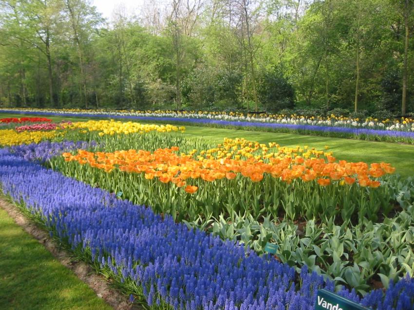 Parc floral  Keukenhoff (Hollande)