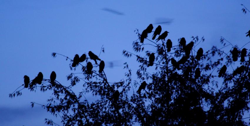 Les corbeaux dans la nuit
