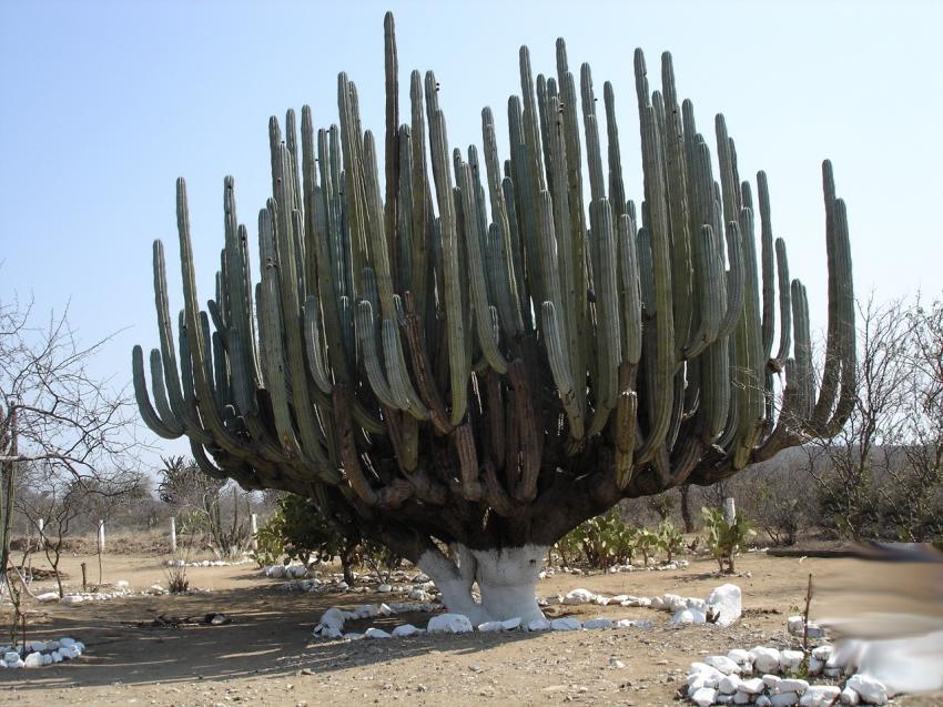cactus au mexique