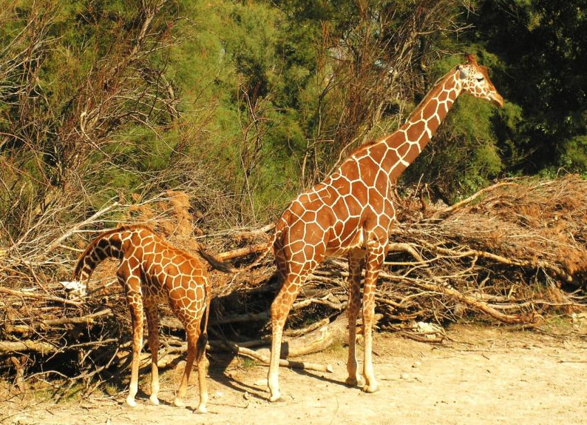 Girafes rticules
