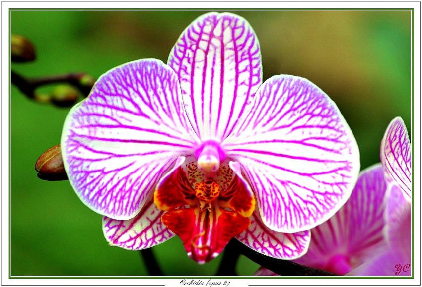 Orchide (opus2)