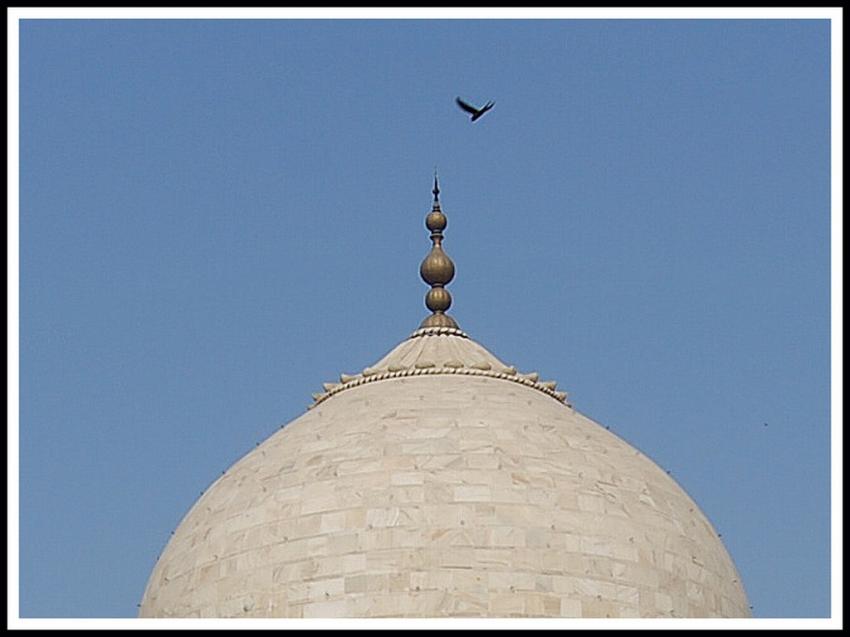 Vautour sur le Taj-Mahal