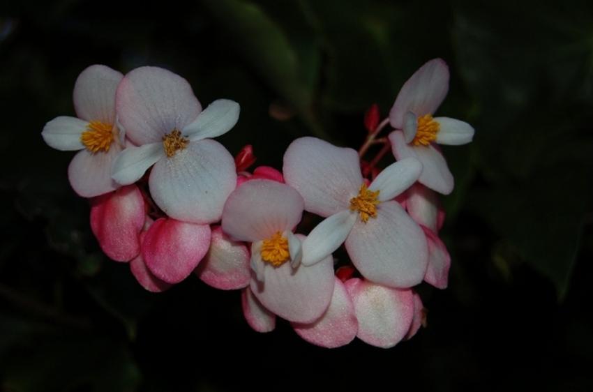 fleurs de tahiti
