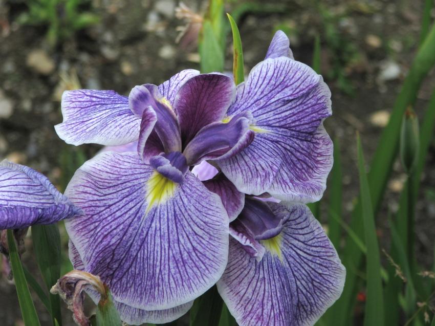 Iris de jardin