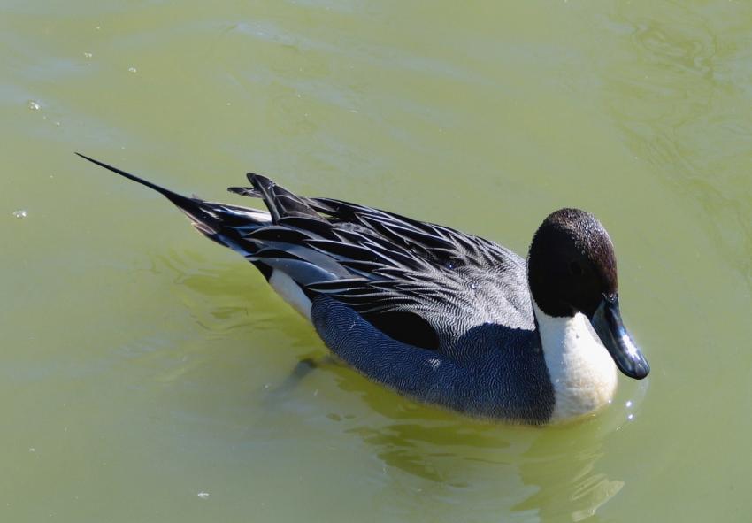 Pintale Duck - canard