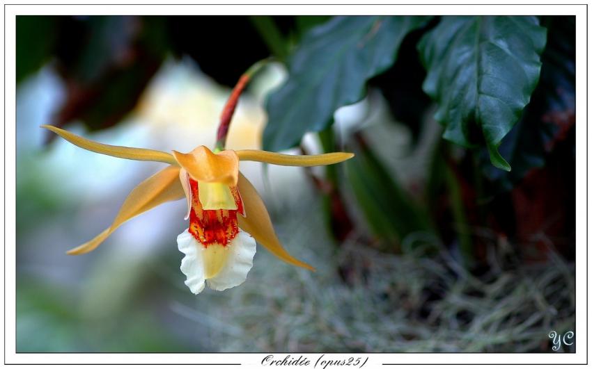 Orchide (opus25)