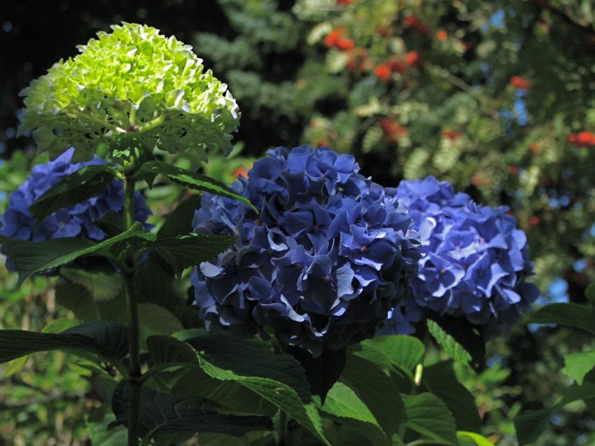 Hortensias bleues