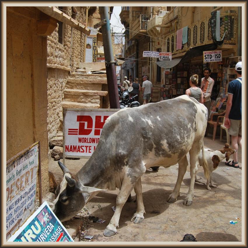 Vache sacre  Jaisalmer (Rajasthan)