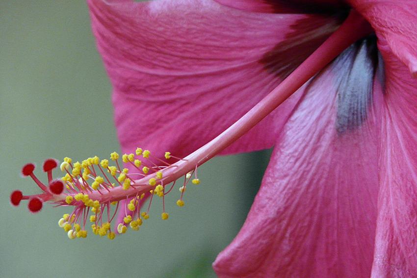 Coeur de fleur d'hibiscus