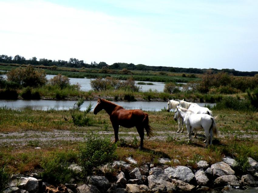 chevaux dans la campagne camarguaise