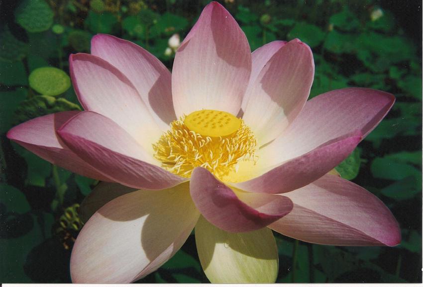 Dlicate fleur de lotus