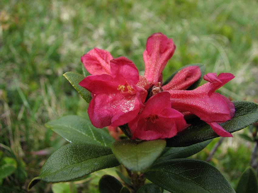 Rhododendron cili