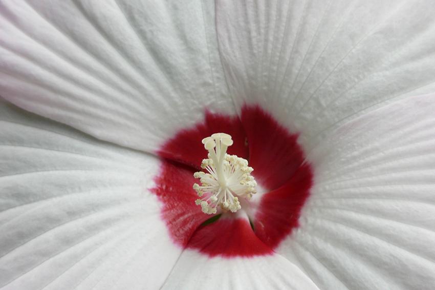 Au coeur d'un hibiscus gant