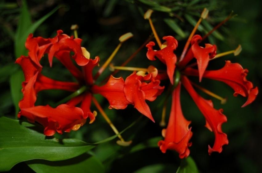 fleurs de tahiti