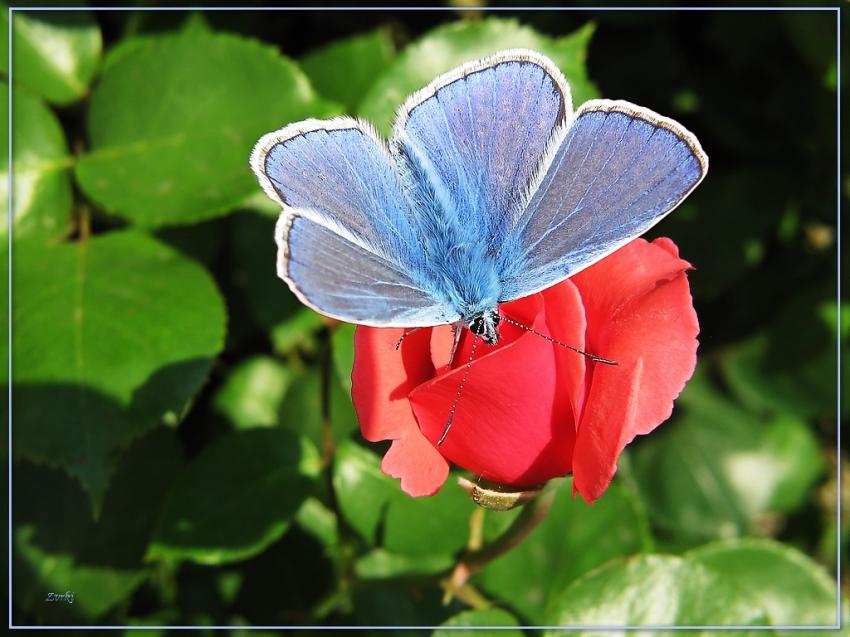 Papillon azure ailes ouvertes 13509